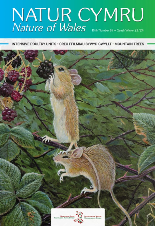 Natur Cymru cover with harvest mice