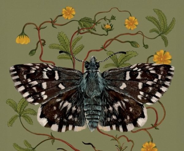 Natur Cymru 72