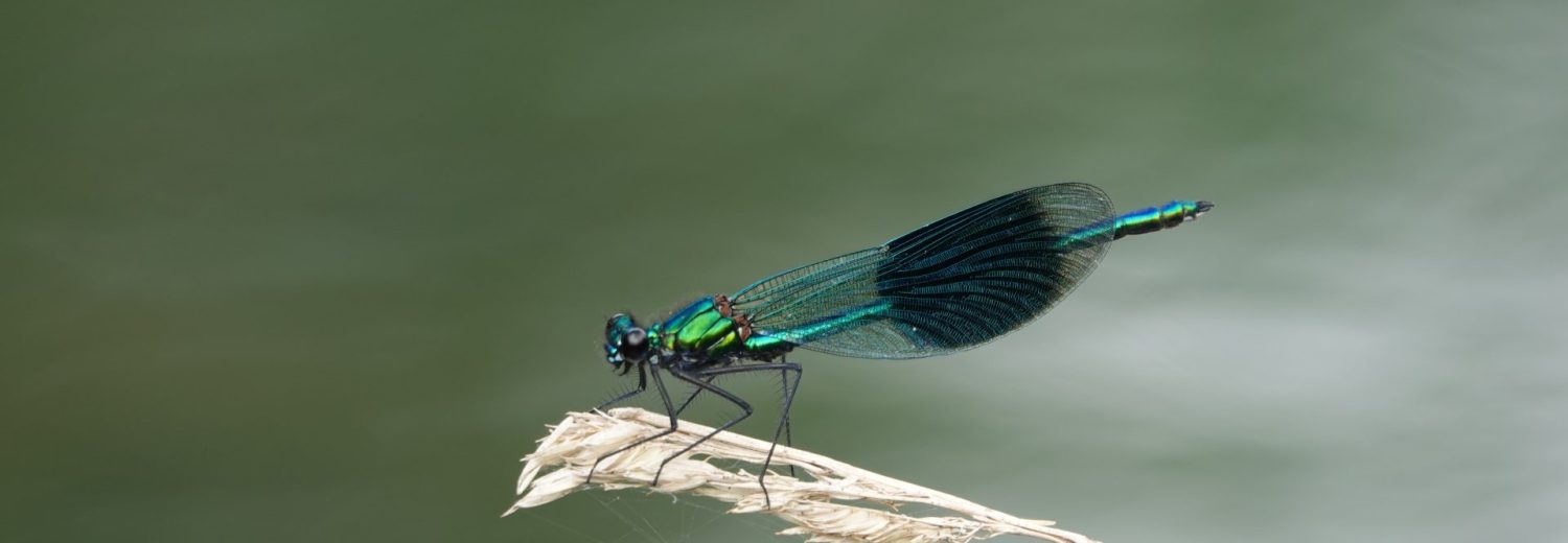 Beautiful Demoiselle