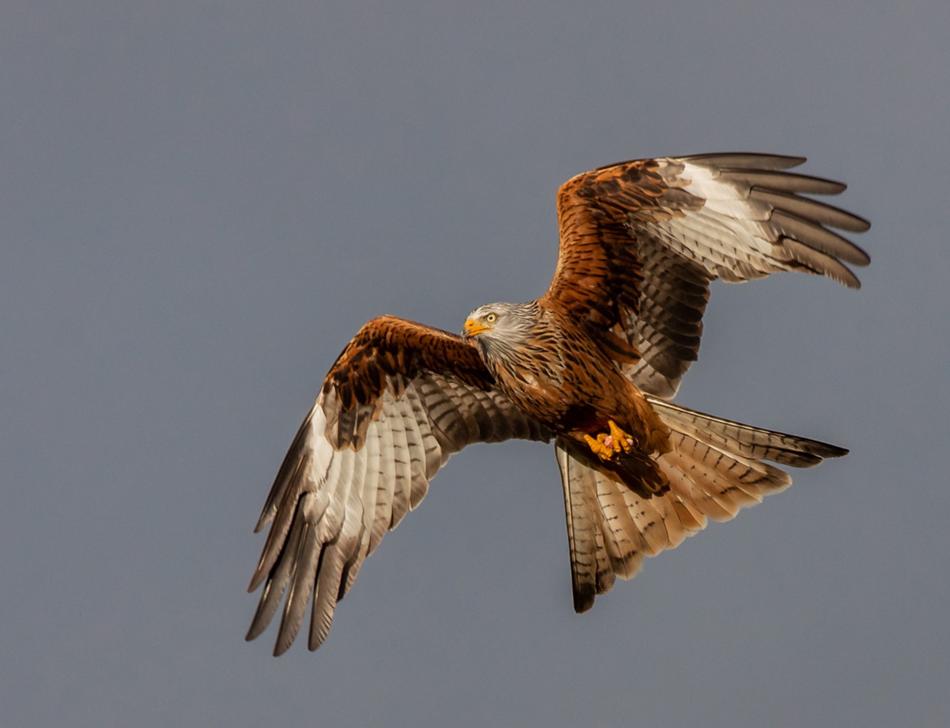 red kite in flight