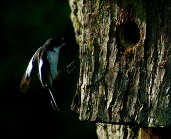 pied flycatcher flying in to it's nest on a tree trunk