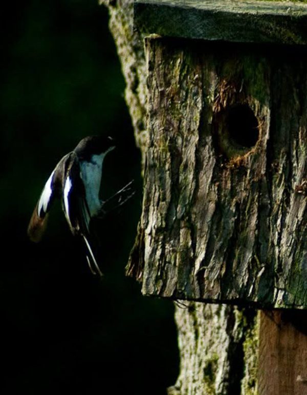 pied flycatcher flying in to it's nest on a tree trunk