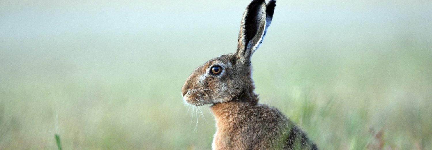 A brown hare in a field