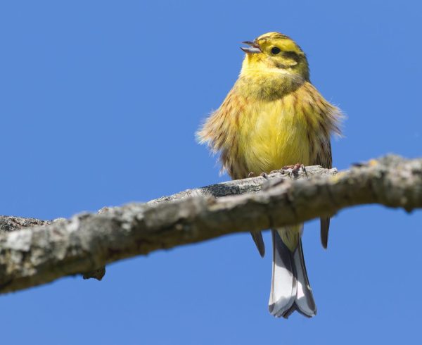 a yellowhammer singing against a blue sky