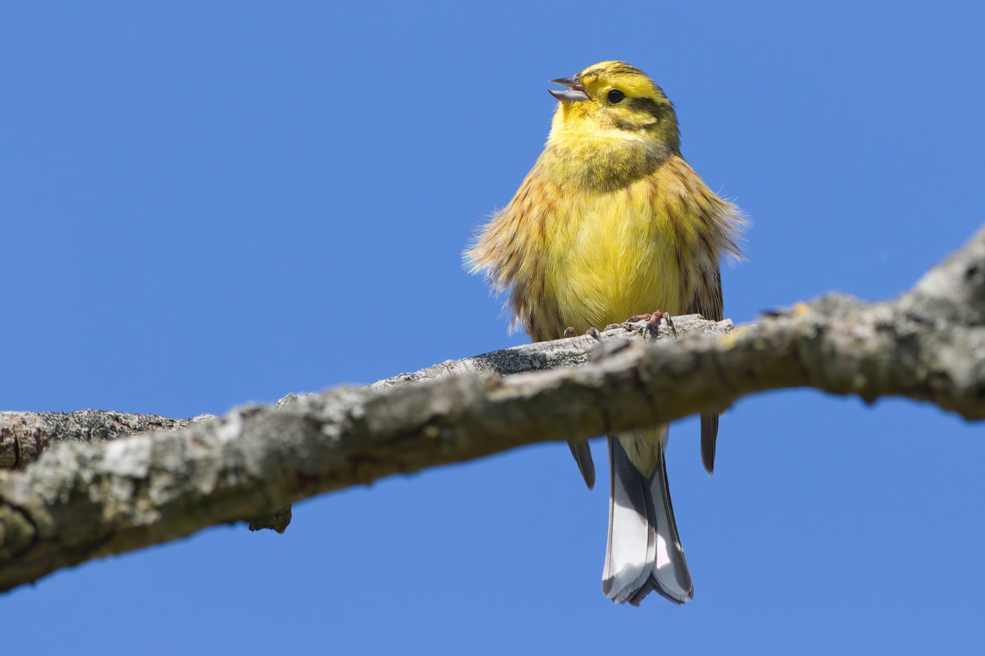 a yellowhammer singing against a blue sky