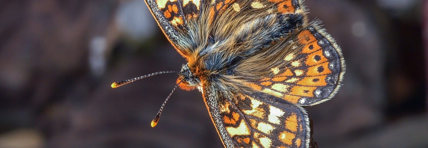 marsh fritillary butterfly against a dark background