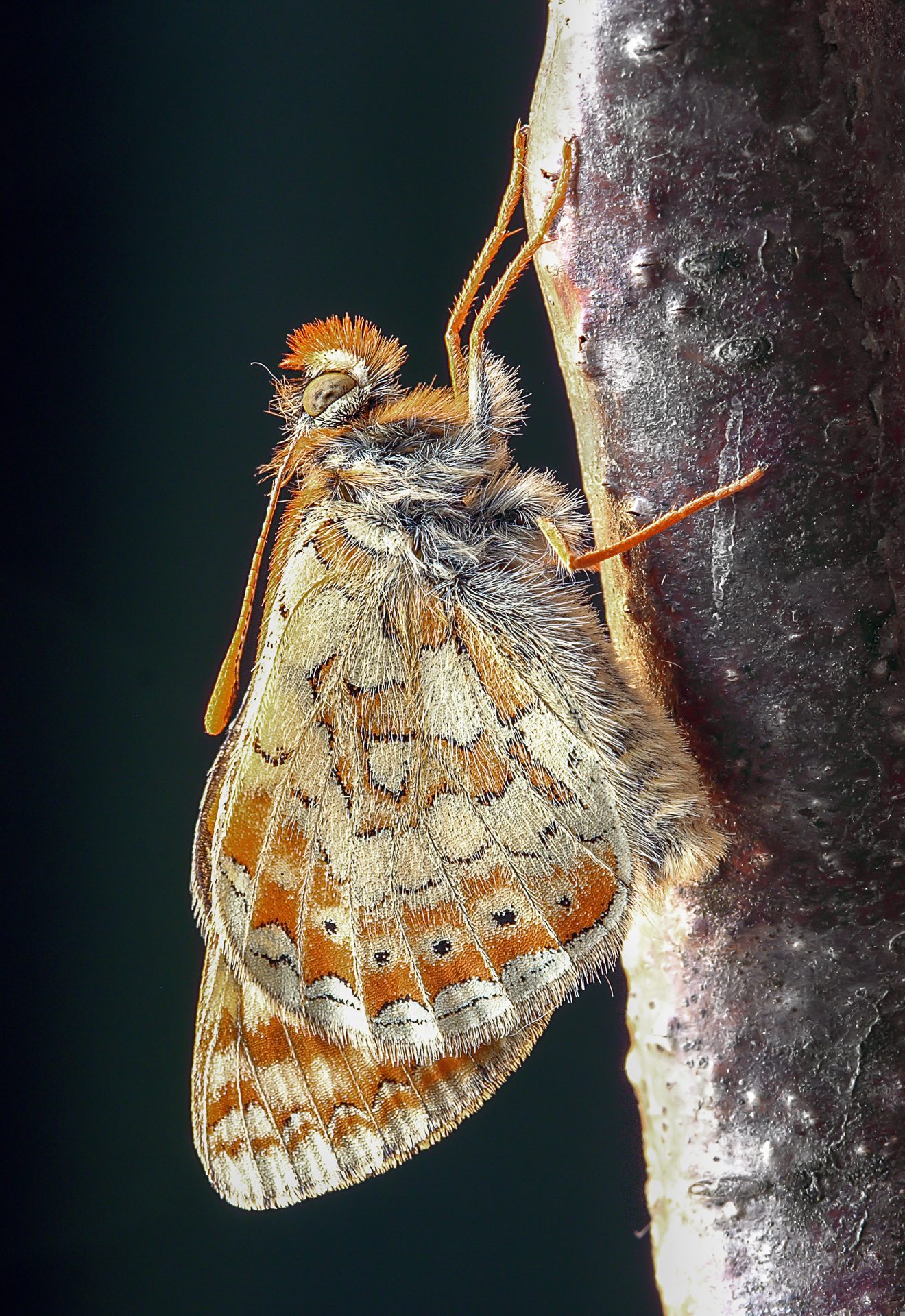 Marsh fritillary