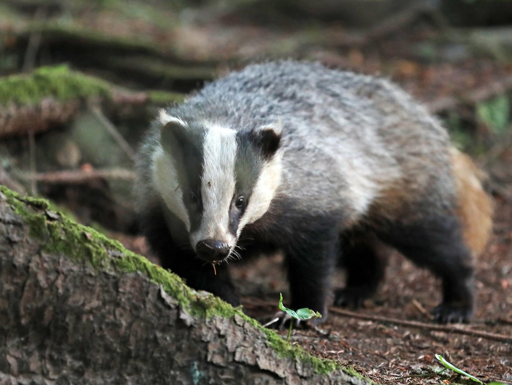 a Eurasian badger in a woodland