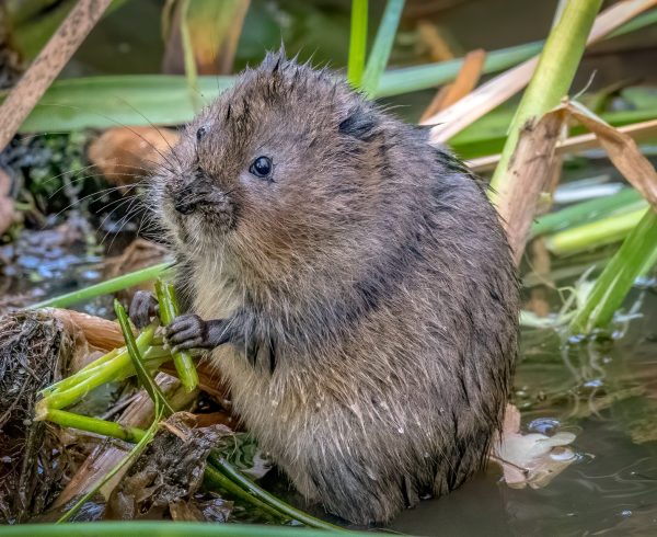 A water vole eating vegetation