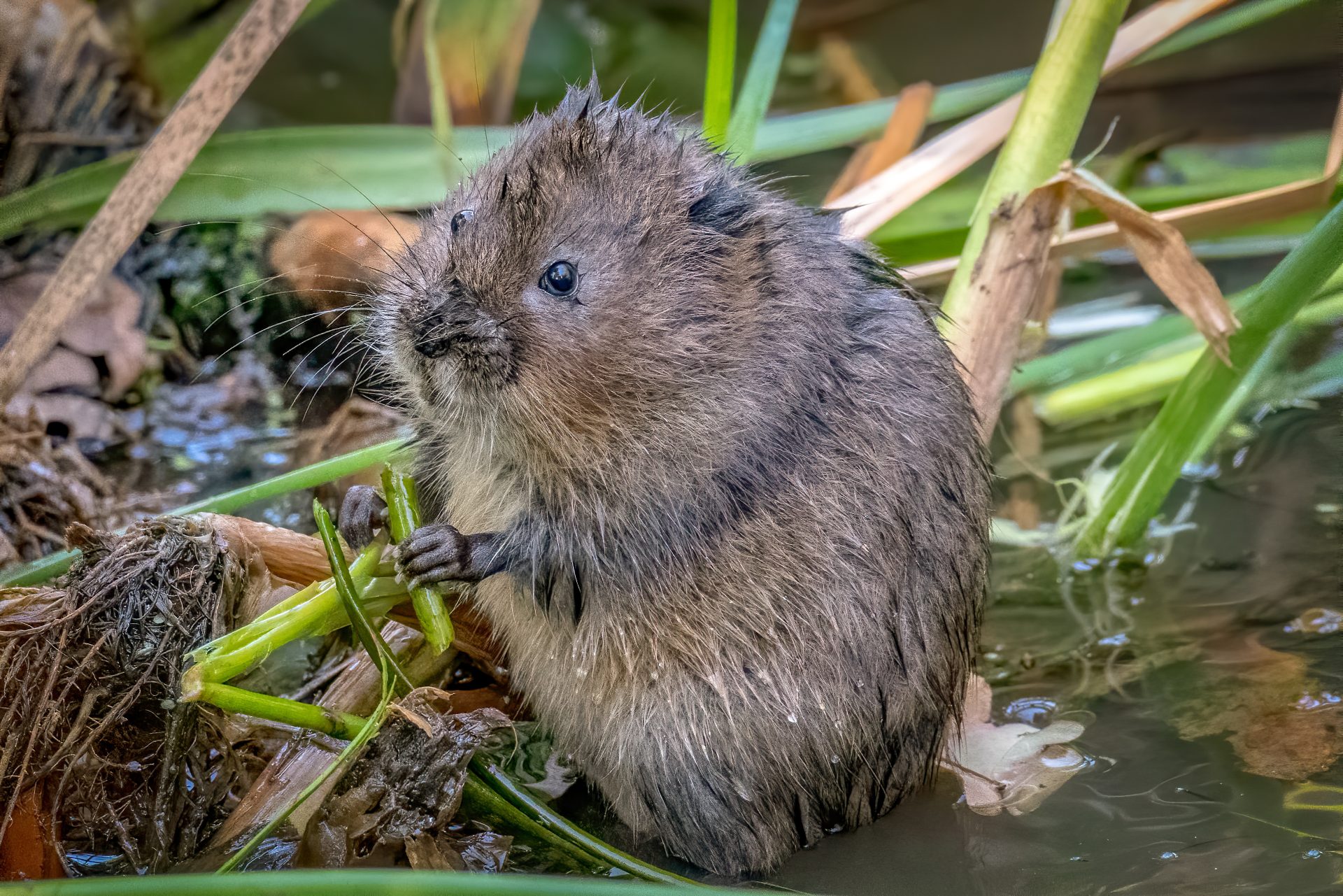 A water vole eating vegetation